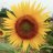 sunflowers218